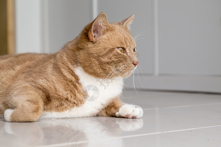 姜猫在家放松房间动物哺乳动物房子红色虎斑加热宠物橙子背景图片