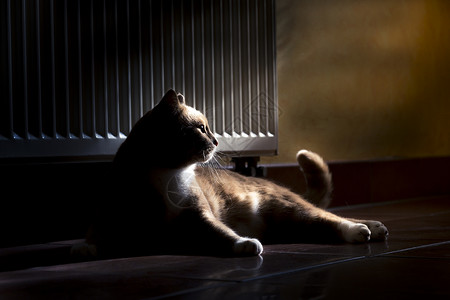 姜猫在家放松宠物动物加热橙子房间房子红色虎斑哺乳动物背景图片