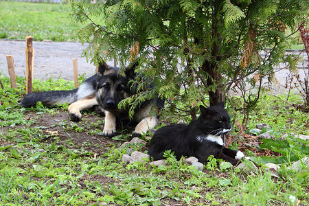 德国牧羊犬和猫绿色黑色羊犬照片侧柏朋友们宠物白色背景图片