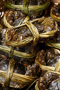 毛蟹绿色产品贝类食物手套白色海鲜动物淡水螃蟹背景图片