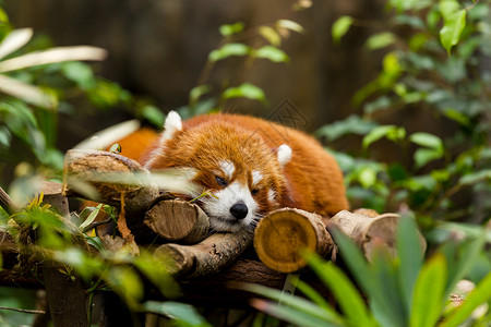 沉睡的红熊猫物种白色睡眠动物园濒危小熊猫栖息地红色哺乳动物木头背景