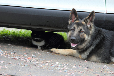 德国牧羊犬和猫宠物侧柏朋友们羊犬绿色白色黑色照片背景图片