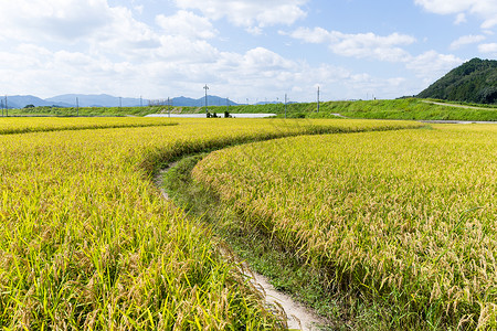 水稻字段的路径高清图片