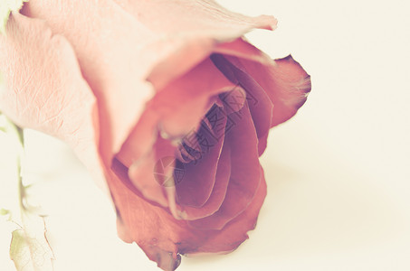 玫瑰长年墙纸艺术花朵材料粉色棕色背景图片