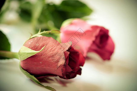 玫瑰花的旧花花朵粉色墙纸材料棕色玫瑰艺术背景图片
