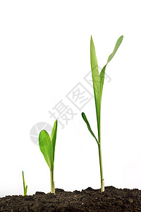 年轻玉米植物芽生长阶段高清图片