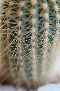 Cactus 宏肉质植物盆栽宏观尖刺背景图片