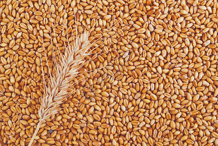 以小麦谷物和耳朵作为农业背景高清图片