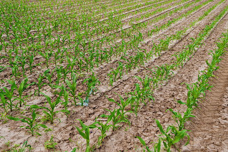 农业领域青青绿色玉米农村麦田肥料植物农田环境玉米地场地生长食物背景图片