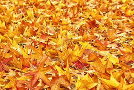 日本红绿树树树叶作为背景日光场景枯叶公园花瓣地面红色叶子枫树黄色背景图片