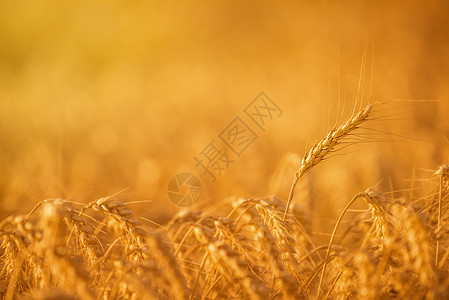 农业田中的小麦作物收成黄色农村阳光硬粒谷物生长杂交种背景乡村背景图片