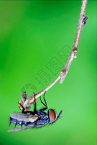 一只小苍蝇小枝花粉科昆虫植物爪子眼睛海藻家蝇黑色暗纹背景图片