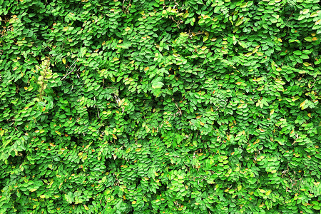 绿色隔离墙花园地面生态植物背景图片
