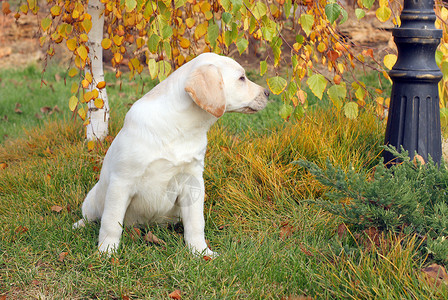 ps素材狗树秋天有一只黄色的黄拉布拉多小狗犬类宠物绿色朋友太阳花园喜悦动物男性背景
