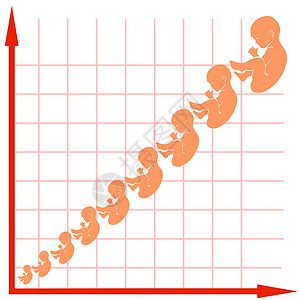 婴儿图人类胎儿增长图设计图片