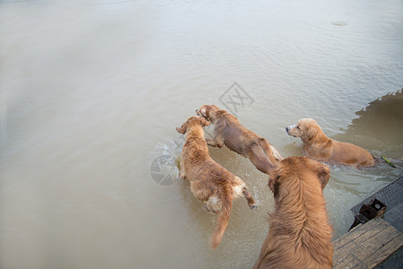 狗金子跳下去在水里玩公园跳跃猎犬游泳黄色宠物犬类乐趣检索码头图片