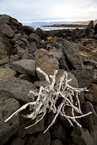 在西班牙兰萨罗特岛的河岸盐中石头旅行海岸线植物旅游麝香泡沫海洋火山海岸背景图片