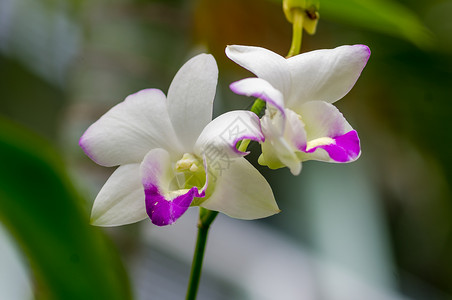 紫色彩旗白兰花花叶子脆弱性花瓣生活紫色热带兰花宏观植物精神背景