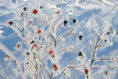 冬天的多格罗斯季节叶子玫瑰荒野浆果水果冻伤分支机构茄子植物背景图片