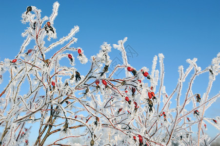 凡士林冻伤霜冬天的多格罗斯植物浆果茄子叶子季节分支机构玫瑰美丽荒野水果背景