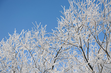 柳叶上喷雾晴天阔叶白色树木天空场地森林季节雾凇冻结背景图片