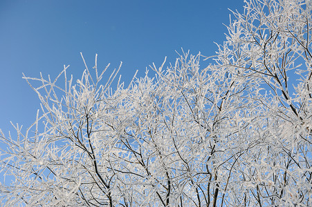 冬天的柳叶柳叶上喷雾场地雾凇树木季节阔叶晴天森林冻结白色天空背景