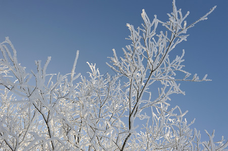 冬天的柳叶柳叶上喷雾冻结阔叶树木晴天季节雾凇森林场地白色天空背景