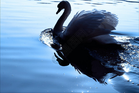 小白天鹅黑动物鸭子海浪反射灌木丛鸢尾花羽毛蓝色眼睛阴影背景图片