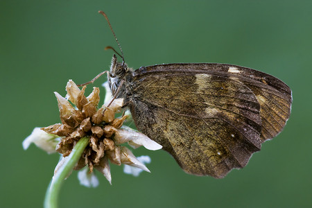 花朵上的棕蝴蝶昆虫天线蒸汽花粉翅膀枝条衬套头发荒野弯曲背景图片