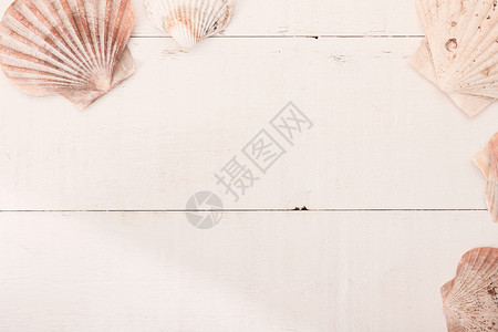 shell 背景贝类扇贝食物食品海滨海鲜菜单高架健康饮食贝壳背景图片