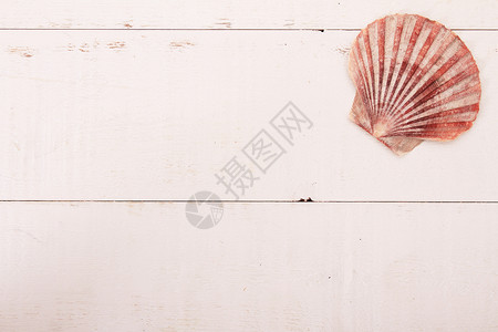 shell 背景贝壳食品扇贝高架健康饮食食物菜单海鲜海滨贝类背景图片
