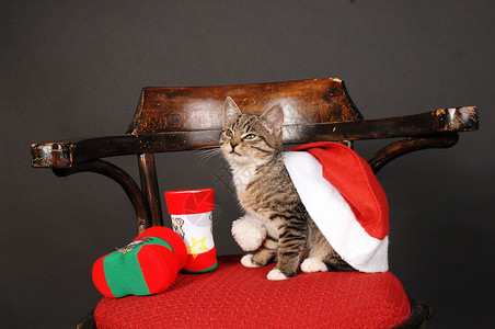 圣诞猫宠物装饰品玩具动物背景图片