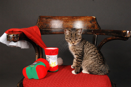 圣诞猫动物装饰品宠物玩具背景图片