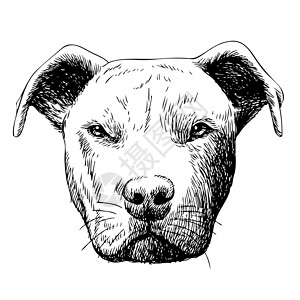 比特犬黑白坑布狗的手画插图背景