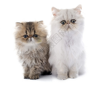 百塞小猫动物宠物白色虎斑工作室猫科长发棕色背景图片