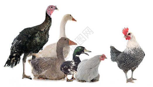 一组家禽女性鸭子食物感恩工作室动物黑色男性母鸡团体高清图片