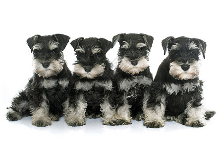 小小狗微型雪松动物工作室宠物团体小狗白色黑色背景图片