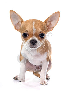 年轻小狗吉娃娃宠物动物白色工作室棕色背景图片