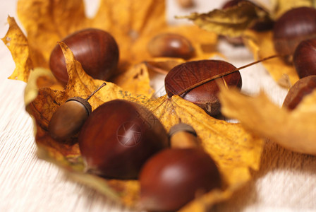 秋叶和栗子脚轮腺体橡子叶子树叶背景图片