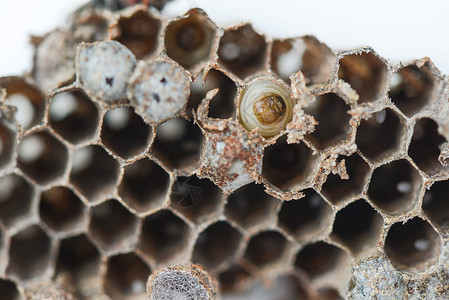 黄蜂巢蜂窝六边形宏观动物幼虫住宅昆虫图片