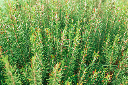 小型绿色植物背景背景 人们选择的圣诞节背面背景图片