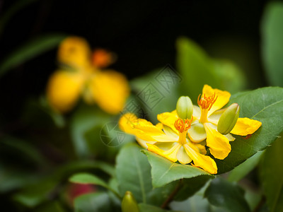 米奇老鼠种花花背景图片