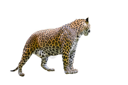 孤立豹动物黑色野生动物猫科哺乳动物白色毛皮食肉荒野捕食者背景图片