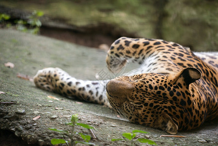 豹豹危险猫科捕食者白色动物毛皮野生动物黑色食肉哺乳动物背景图片