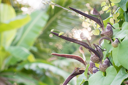 北马兜铃亚里士多洛奇亚林恩斯瓦尔花园热带管道情调叶子异国烟斗植物学植物绿色背景