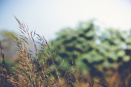 新的热带草原背景草地场地植物谷物绿色粮食牧场草本植物背景图片
