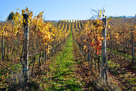 黑皮诺葡萄与Barbera一起在意大利奥尔特雷普帕维斯种植的葡萄园植物酒果天空农村农场爬坡旅游成长栽培奇诺背景