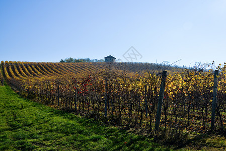 黑皮诺葡萄与Barbera一起在意大利奥尔特雷普帕维斯种植的葡萄园奇诺旅游农场场地植物爬坡日落农业风景成长背景