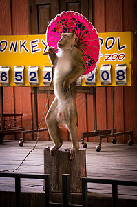 带雨伞的普吉动物园猴子秀背景图片
