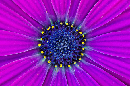 深紫花头宏观生长骨质子菊花雏菊花瓣园艺展示紫色背景图片